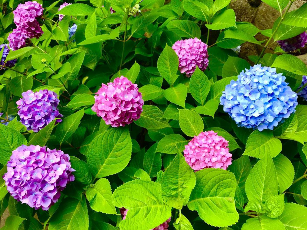 Bed and Breakfast 藤花楼 Kamakura Yamanouchi  Екстер'єр фото
